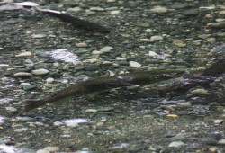 Salmon swim in the Gold River in early October 2023. As industrial forestry developed in the region, wild salmon populations in Nootka Sound have dramatically declined, according to the project description, and some stocks could become extinct in the next 20 years without serious intervention.