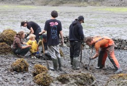 volunteers helped build a clam garden in Tla-o-qui-aht First Nations territory to support local food security.