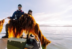 West Coast Kelp founder Tom Campbell and Redd Fish Restoration Society’s marine program manager Emily Fulton hold up a beautiful bounty of giant kelp growing on a longline. (Graeme Owsianski photo)