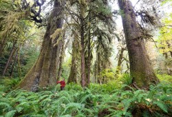 Ancient Forest Alliance photographer and campaigner, TJ Watt, admires the unprotected old-growth Sitka spruce trees in Mossome Grove near Port Renfrew in Pacheedaht territory on Vancouver Island, BC. (Photo courtesy TJ Watt)
