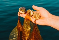 The kelp restoration project includes cultivating kelp from the hub site at Baxter Islets and transplanting them to the seafloor at a number of nearshore sites that are migration corridors for local salmon.  (Graeme Owsianski photo)