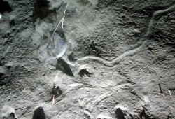 Muddy sediment with animal burrows and tracks in Placentia Bay, Newfoundland in 2006. (Natural Resources Canada)