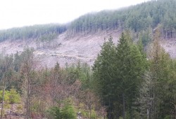 A clearcut is seen on Horne Mountain, part of the land owned by Mosaic Forest Management. (Eric Plummer photo)