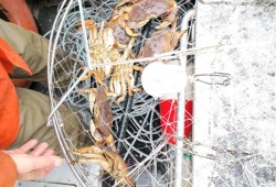 Dungeness crab caught in Sydney Inlet. (Lacey Adams photo)