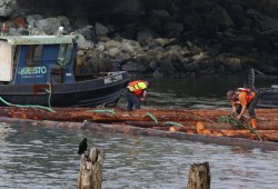 The Jordan River log boom was destined for the Fraser River where the privately-owned Richmond Plywood will turn them into plywood to be sold to local lumberyards for building houses, says tree farm licence (TFL) 61 manager Angus Hope. The harvest tenure for TFL 61 is held by Pacheedaht Andersen Timber Holdings. 