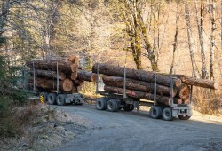 A truck hauls timber on a logging road on southern Vancouver Island. (Ancient Forest Alliance photo)