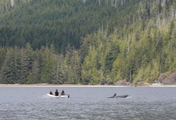 A team of a growing number of marine mammals experts joined Ehattesaht members over the month that the young orca was stranded in the lagoon near Ehatis.