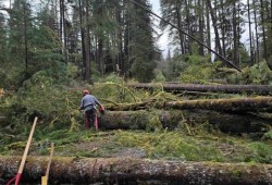 The storm blew down countless trees around Port Renfrew, causing power outages. (Shay Ann-Marie Jones photo)