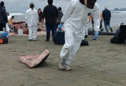 A piece of grey whale is pulled from Long Beach on May 10. (Grace Frank photo)