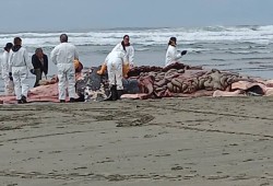 Tla-o-qui-aht members remove sections of a beached grey whale on May 10 near Tofino. The remains of the carcass have since been buried. (Grace Frank photo)