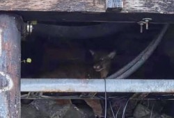 Social media posts indicate the limping cougar had been observed around town for five to seven days prior to Oct. 12. One image shows the wounded feline hiding under a wharf deck near the ramp at Fisherman’s Dock by the Harbour Quay. (Facebook photo)