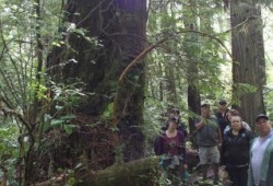 Visitors stand by a culturally modified tree cut by First Nations people hundreds of years ago. 
