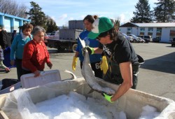 Duane Clutesi hands out food fish to Isabel Anderson, as her sister Jane Jones waits for her share.