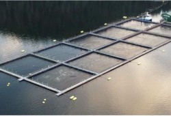 A salmon farm in the Discovery Islands region prior to the site's licence being cancelled. (B.C. Salmon Farmers Association photo)