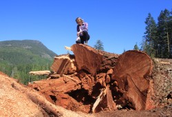 Andrea Inness stands atop a fallen Douglas fir tree in the Nahmint Valley in May 2018. (Eric Plummer photo)