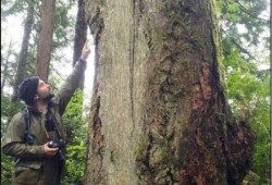A member of the archaeological survey team shows tool marks on a Douglas fir. (Photo submitted by Jacob Earnshaw expert witness report)