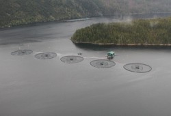 Salmon farms are presents in Nuu-chah-nulth territory, including Muchalaht Inlet. (Eric Plummer photo)