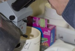 Analyzing tissue samples taken from Gulf of Alaska salmon.