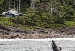 A grey whale emerges in Clayoquot Sound as a surfer scales the rocky shore. (Pacific Rim Whale Festival photo)