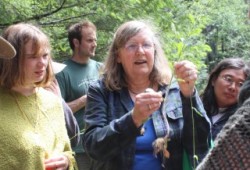 Dr. Nancy Turner samples young daisy leaves. (Denise Titian photo)