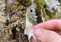  Environmentalist activist Joshua Wright claims to have found a rare lichen called Oldgrowth Specklebelly on Sept. 13, near Port Renfrew on the Bugaboo Main logging road. He says there are only 56 documented findings of this unusually colored, pale green-blue species of lichen in Canada. (Rainforest Flying Squad photo)