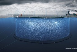 This illustration shows how farmed fish are contained in a net pen. (BC Salmon Farmers Association illustration) 