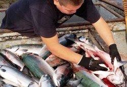 The release of emails from within the federal department has brought concerns that two DFO staff were working too closely with the recreational fishing industry, to the cost of First Nations and other groups. The emails were secured by the Island Marine Aquatic Working Group, which represents several Vancouver Island First Nations. (File photo)