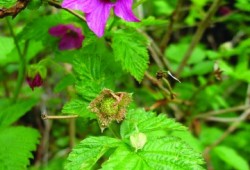 Salmon berry flowers.