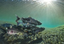 The DFO’s 2019 report, the State of Canadian Pacific Salmon, points to the complex series of environmental imbalances brought about by a rapidly changing climate as cause for the decline of West Coast salmon stocks.