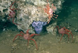A deep sea octopus, brooding on her eggs on carbonate rock, uses her dexterous arms to punch and successfully defend herself from Scarlet King Crabs. (Northeast Pacific Deep-Sea Expedition Partnership and CSSF ROPOS photos).