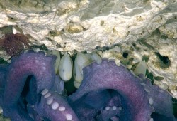 Octopus eggs are anchored to carbonate rock where eyes can be seen through their casing. (Northeast Pacific Deep-Sea Expedition Partnership and CSSF ROPOS photos)