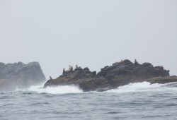 Sea lions fill islets offshore from Kyuquot. 