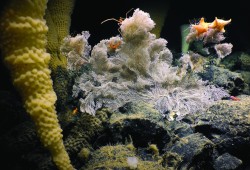 Underwater life on a seamount in a proposed Marine Protected Area west of Vancouver Island, part of what was discovered during a 2019 expedition to the offshore environment. (DFO photo)