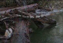 Structures composed of wood debris, rocks and cables have been built on the Pachena River to create better habitat for salmon.  