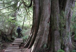 The Big Tree Trail on Meares Island is part of the Tla-o-qui-aht First Nation's Tribal Parks, a forest that has been protected since 1984.