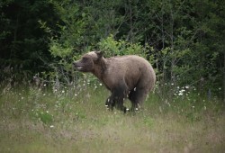 Kwakwa̱ka̱ʼwakw and Coast Salish wildlife photographer Tia Laughington says the young grizzly bear Ernie Smith saw could likely be one of the male cubs she witnessed get the boot from its mom in late June. (Tia Laughington photo)