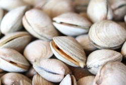 Hetu’s ancestors ate clams for sustenance rather than the culinary delicacy they are known for today. (Pixabay Photo)