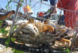 Crabs are pulled up from the salt water in traps that feed the continual flow of hikers.