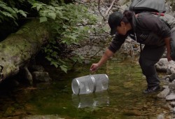 Fish are salvaged from a stream in Clayoquot Sound.