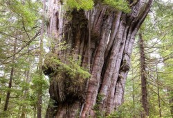 Ancient Forest Alliance photographer TJ Watt stands beside an ancient western redcedar tree that may very well be the most impressive tree in Canada on the day he first came across it. Flores Island, Clayoquot Sound, BC, Ahousaht territory. (TJ Watt/Ancient Forest Alliance photo)