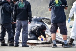Gisele Martin collects baleen from a grey whale at Long Beach on May 10 for ceremonial use in Tla-o-qui-aht Tribal Parks. (Marcie Callewaert photo)
