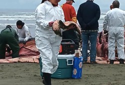 Gisele Martin takes a strip of whale blubber. (Grace Frank Photo)