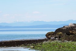 The coast has seen a 90 – 95 per cent decrease in canopy-forming kelp due to increasing temperatures and sea urchins overeating the plants. Pictured is Mackenzie Beach in Tofino. 