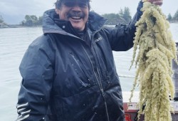 Darrell Williams holds a tree branch full of k̓ʷaqmis in March at Yuquot. (Photo submitted by Lesley Sugar Thompson) 