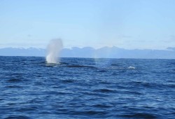 Fine whales are seen breaching off the coast of Hesquiaht. (Jeff Ignace photo) 