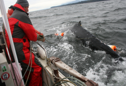 Although Strawberry Isle Marine Research, Parks Canada and fisheries officers in the Tofino region are trained to respond to whale entanglements by placing a satellite tracker on the gear attached to the whale, only DFO has a specialized unit to remove the entanglement. Pictured is a humpback whale entangled in fishing line. (Strawberry Isle Marine Research Society photo)