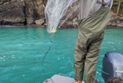 A net is cast in Kyuquot Sound to collect samples of herring roe in February. (Submitted photo)