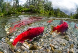 Sockeye spawner abundance is above the long-term average in half of all regions assessed. (PSF photo)