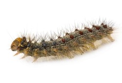 According to the Invasive Species Centre, the moth is at its most dangerous in its larval, caterpillar stage. In this time, they can strip away a large amount of foliage from a variety of trees.