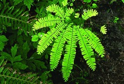 Maiden hair fern